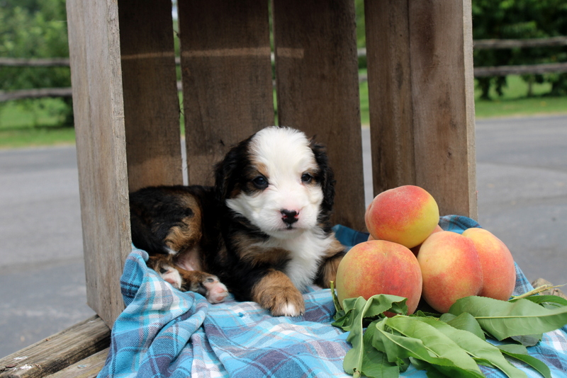 puppy, for, sale, Mini Bernedoodle F2, Matthew B. Stoltzfus, dog, breeder, Gap, PA, dog-breeder, puppy-for-sale, forsale, nearby, find, puppyfind, locator, puppylocator, aca